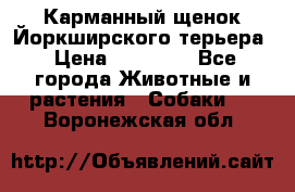 Карманный щенок Йоркширского терьера › Цена ­ 30 000 - Все города Животные и растения » Собаки   . Воронежская обл.